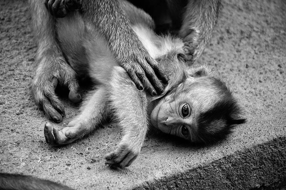 harlow's experimental work with monkeys helped support the view that